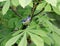 Blue tit among horse chestnut leaves
