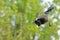 Blue Tit on Mist Net