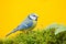 Blue tit in nature habitat, autumn. Blue Tit, cute blue and yellow songbird in autumn, nice green moss branch with fern, Germany,