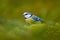 Blue tit in nature habitat. Blue Tit, cute blue and yellow songbird in autumn, nice green moss branch with fern, Germany, Cute lit