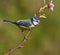 Blue tit, Parus caeruleus