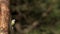 Blue Tit, parus caeruleus , Adult taking off from Tree Trunk, Flying with Food in its Beak