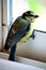 Blue Tit, Parus caeruleus, behind the window of a balcony of an urban development, Havirov, Czech Republic