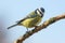 Blue Tit - Parus caeruleus - Garden Birds