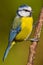 Blue Tit, Parus caeruleus, Spanish Forest