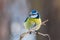 Blue tit perched on twig of pine