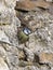 Blue Tit, Pimpelmees, Cyanistes caeruleus