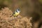 Blue tit portrait