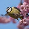 A blue tit sits on a beautiful branch with cherry blossoms. Wonderful spring feeling