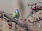 Blue tit sits on a branch of hawthorn with red berries