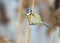 Blue tit sits on the slim reed branch