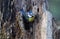 Blue tit sits on a trunk