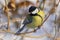 Blue tit sitting on a branch