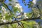 blue tit sitting on a branch of a blossoming Apple tree in spring garden