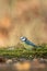 Blue tit sitting on lichen shore of pond water in forest with bokeh background and saturated colors, Hungary, songbird in nature