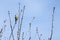 Blue tit on a small twig in the spring