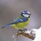 Blue tit on snowy trunk