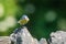 Blue Tit on a wall with food