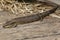 Blue Tongue Lizard in Garden