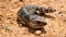 Blue tongue lizard, reptile, Australia