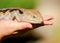 Blue tongue skink sitting on a human`s hand