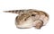 Blue-tongued skink - Tiliqua Scincoides (7 yeras o