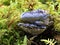 Blue Tooth Fungus - Hydnellum caeruleum