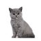 Blue tortie British Shorthair kitten on white