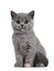 Blue tortie British Shorthair kitten on white