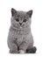 Blue tortie British Shorthair kitten on white