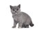 Blue tortie British Shorthair kitten on white