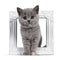 Blue tortie British Shorthair kitten on white