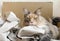 Blue tortie tabby with white Maine Coon cat laying in a Cardboard box