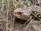 Blue Tounge Lizard in Outback Australia.