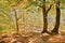 Blue tourist signpost on tree on Macha prospect under Kokorin castle in Kokorinsko landscape area in autumnal Czech republic at su