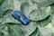 a blue toy car is located on the green leaves of a tree