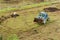 Blue tractor fertilizing a field, farmers spreading fertilizer with shovels, fertilizing fields