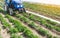 Blue tractor on a field of plantation of potato cultivars of variety type Riviera. Growing vegetables and use of small