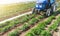 Blue tractor on a field of plantation of potato cultivars of variety type Riviera. Seasonal agricultural works. Growing vegetables