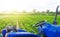 Blue tractor in a paprika pepper plantation field. Farming and agricultural industry. Cultivation and care of plants. Agricultural