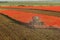 Blue tractor plows the field with red poppies.