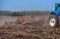 Blue tractor plows the field and removes the remains of previously mown corn.