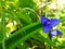 Blue Tradescantia