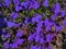 Blue Trailing Lobelia flowers close uo shot