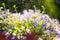 Blue Trailing Lobelia Sapphire flowers or Edging Lobelia in garden