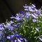Blue Trailing Lobelia Sapphire flowers or Edging Lobelia, Garden Lobelia in St. Gallen, Switzerland. Its Latin name is Lobelia Eri