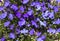 Blue Trailing Lobelia Sapphire flowers or Edging Lobelia, Garden Lobelia in St. Gallen, Switzerland photo. Its Latin name is Lobel