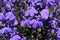 Blue `Trailing Lobelia Sapphire` flowers - Lobelia Erinus