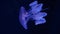 Blue translucent jellyfish