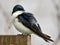 Blue Tree Swallow Perched on Wooden Post